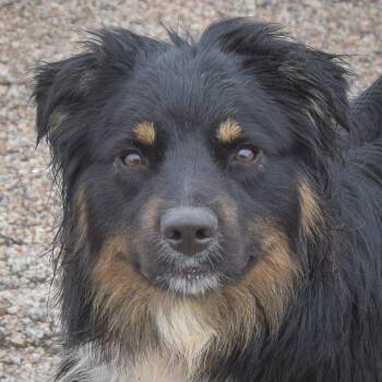 Australian Shepherd Dogs Available for Adoption in Huntley, Illinois - Riley | PetCurious
