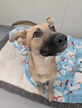 Carmen -  Shepherd and Mixed Breed Dog for Adoption in Sultan, Washington - Carmen | PetCurious