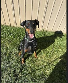 Ruby -  Doberman Pinscher Dog for Adoption - Ruby | PetCurious