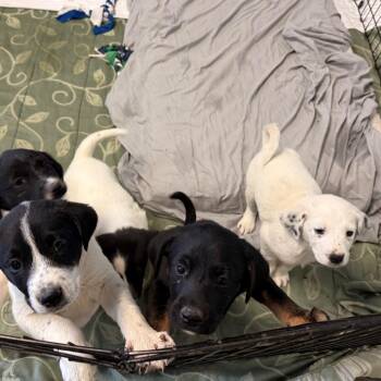Narnie -  Border Collie and Mixed Breed Dog for Adoption in Flagstaff, Arizona - Narnie | PetCurious