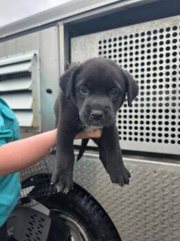 Mixed Breed Dogs Available for Adoption in Rockport, Texas - Lubbock | PetCurious