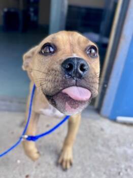 Rescue Pit Bull Terrier and Mixed Breed Dogs for Adoption in New Orleans, Louisiana - Kinsley | PetCurious