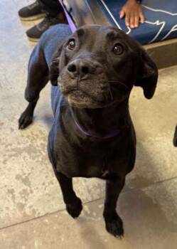 Kodak -  Pit Bull Terrier and Mixed Breed Dog for Adoption in Bowling Green, Kentucky - Kodak | PetCurious