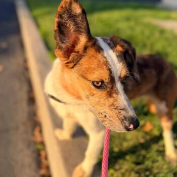 Callie -  Border Collie and Cardigan Welsh Corgi Dog for Adoption in Chico, California - Callie | PetCurious