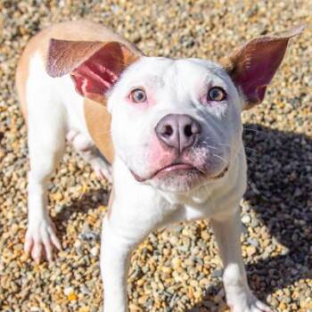 Rescue Terrier Dogs for Adoption in Hilton Head Island, South Carolina - William | PetCurious