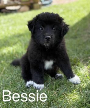 Bessie -  Great Pyrenees Dog for Adoption in Winter Park, Colorado - Bessie | PetCurious