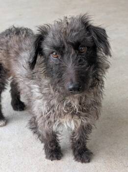 Wirehaired Dachshund and Chihuahua Dogs Available for Adoption in Baton Rouge, Louisiana - Lucas | PetCurious