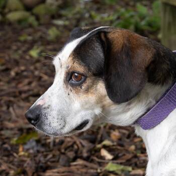 Kendra -  Beagle Dog for Adoption in Mckean, Pennsylvania - Kendra | PetCurious