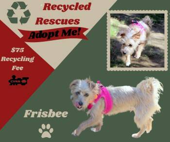 Frisbee (Recycle) -  Terrier Dog for Adoption in Lindsay, California - Frisbee (Recycle) | PetCurious