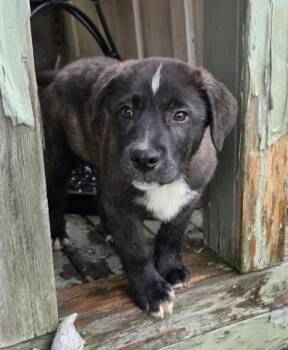 Rescue Border Collie and American Staffordshire Terrier Dogs for Adoption in Silvana, Washington - Thorne (Witchy Litter) | PetCurious