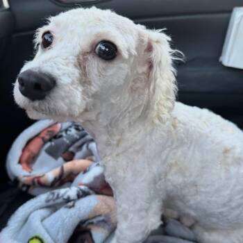 Bichon Frise Dogs Available for Adoption - Obsidian | PetCurious