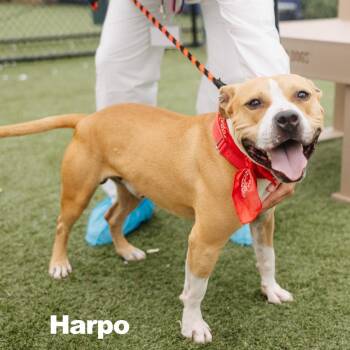 Harpo -  Pit Bull Terrier Dog for Adoption in Philadelphia, Pennsylvania - Harpo | PetCurious