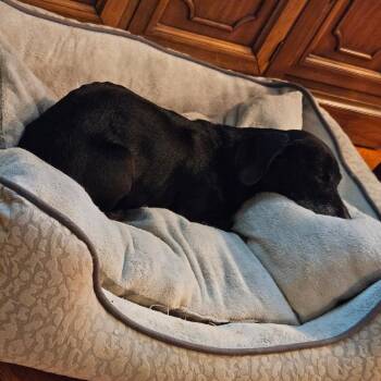 Dachshund Dogs Available for Adoption - Zoey | PetCurious