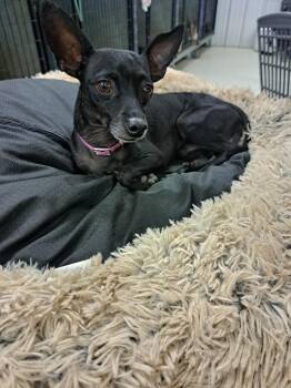 Pete -  Chihuahua Dog for Adoption in Muldrow, Oklahoma - Pete | PetCurious