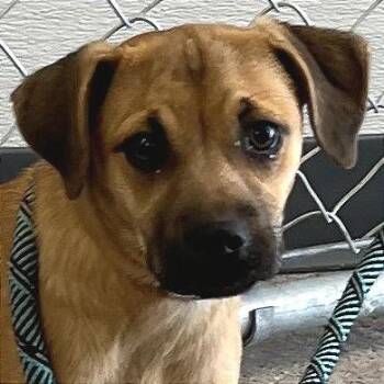 110193 -  Mixed Breed Dog for Adoption in Las Cruces, New Mexico - 110193 | PetCurious