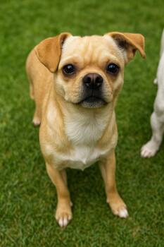 Rescue Chihuahua and Puggle Dogs for Adoption in Long Beach, New York - Judy Garland | PetCurious