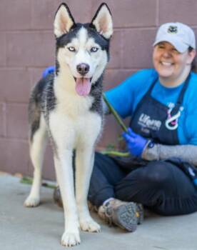 Bobert-Adopted -  Mixed Breed Dog for Adoption in Chamblee, Georgia - Bobert-Adopted | PetCurious
