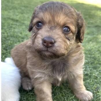 Veronica -  Mixed Breed Dog for Adoption in Larkfield-wikiup, California - Veronica | PetCurious