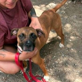 Freya -  Mixed Breed Dog for Adoption in East Hanover, New Jersey - Freya | PetCurious