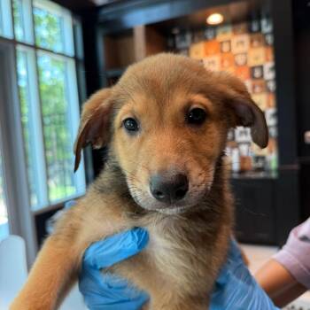 Pinto 22465 -  Labrador Retriever and Mixed Breed Dog for Adoption in Cumming, Georgia - Pinto 22465 | PetCurious
