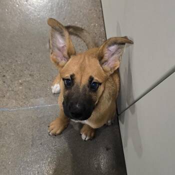 Maya -  Mixed Breed Dog for Adoption in Washburn, Missouri - Maya | PetCurious