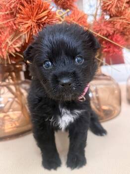 Bindi -  Australian Shepherd Dog for Adoption in Mt. Juliet, Tennessee - Bindi | PetCurious