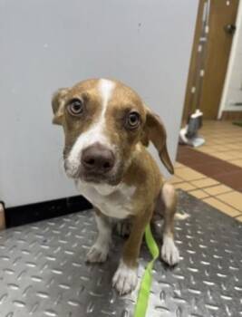 Tank - 1 -  Pit Bull Terrier and Mixed Breed Dog for Adoption in Daytona Beach, Florida - Tank - 1 | PetCurious