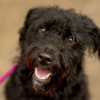 Lucille -  Mixed Breed Dog for Adoption in Chester Springs, Pennsylvania - Lucille | PetCurious