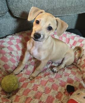 Terrier Dogs Available for Adoption - PW 1232 (Theodore) | PetCurious