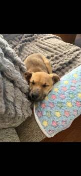 Labrador Retriever Dogs Available for Adoption - Brittany | PetCurious