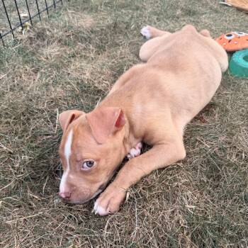Mack -  Pit Bull Terrier and Mixed Breed Dog for Adoption in Northville, Michigan - Mack | PetCurious