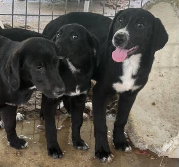 Lazarus -  Black Labrador Retriever Dog Available for Adoption in Bruce, Mississippi - Lazarus | PetCurious