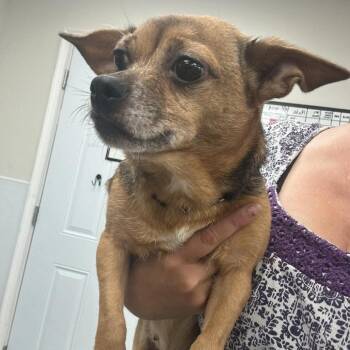 Zoey -  Mixed Breed Dog for Adoption in Fredericksburg, Virginia - Zoey | PetCurious