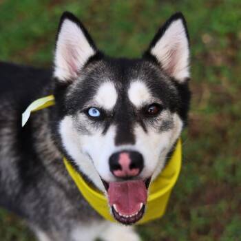 GEMINI -  Husky Dog for Adoption in San Antonio, Texas - GEMINI | PetCurious