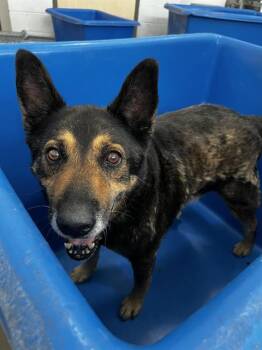MATEO -  Mixed Breed Dog for Adoption in Dallas, Texas - MATEO | PetCurious
