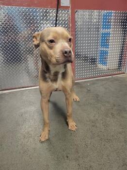 American Staffordshire Terrier Dogs Available for Adoption in San Antonio, Texas - COCONUT | PetCurious