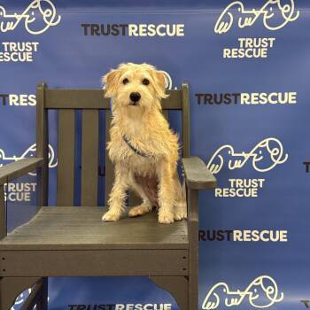 LEMON SKY -  Terrier and Mixed Breed Dog for Adoption in Waterford, New Jersey - LEMON SKY | PetCurious