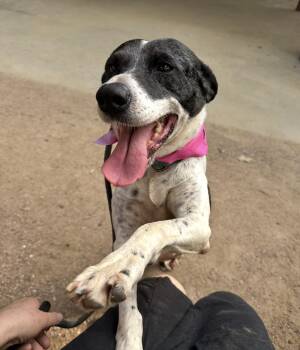 Bluetick Coonhound Dogs Available for Adoption in Houston, Texas - Deliah, Sweet Sidekick Partner | PetCurious