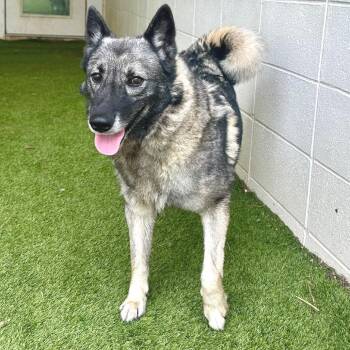 Norma 1892 -  Norwegian Elkhound Dog for Adoption in Loxahatchee Groves, Florida - Norma 1892 | PetCurious