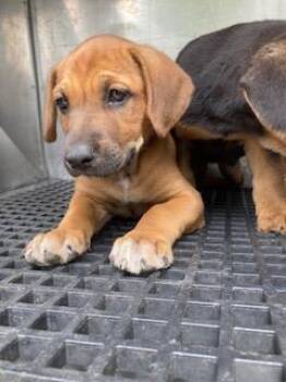 Mixed Breed Dogs Available for Adoption in Dallas, Texas - CREAM | PetCurious