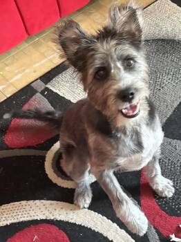 Meeka -  Schnauzer Dog for Adoption in Woodstock, Ontario - Meeka | PetCurious