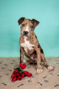 Great Dane Dogs Available for Adoption in Brighton, Colorado - 339-26 | PetCurious