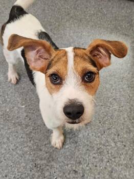 Splinter -  Jack Russell Terrier Dog for Adoption in Covington, Virginia - Splinter | PetCurious