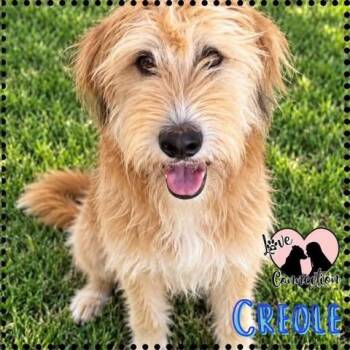 Creole -  Poodle Dog for Adoption in Gilbert, Arizona - Creole | PetCurious