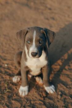 Pewter -  Weimaraner and American Staffordshire Terrier Dog for Adoption in Bonita, California - Pewter | PetCurious
