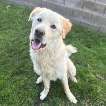 Rescue Great Pyrenees Dogs for Adoption in Manteca, California - Guy | PetCurious