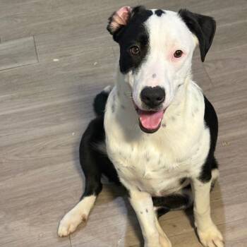 Fuji -  Border Collie and American Staffordshire Terrier Dog for Adoption in Austin, Texas - Fuji | PetCurious
