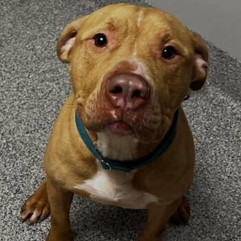 Butters -  Pit Bull Terrier and Mixed Breed Dog for Adoption in Wichita, Kansas - Butters | PetCurious