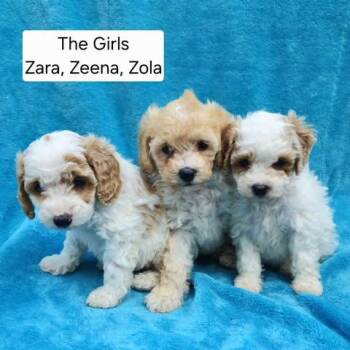 Miniature Poodle and Mixed Breed Dogs Available for Adoption in Watertown, Wisconsin - Z Litter Females (Zola & Zeena Available After June 13th) | PetCurious