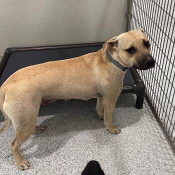 Ducky -  Mixed Breed Dog for Adoption in Pineville, Missouri - Ducky | PetCurious